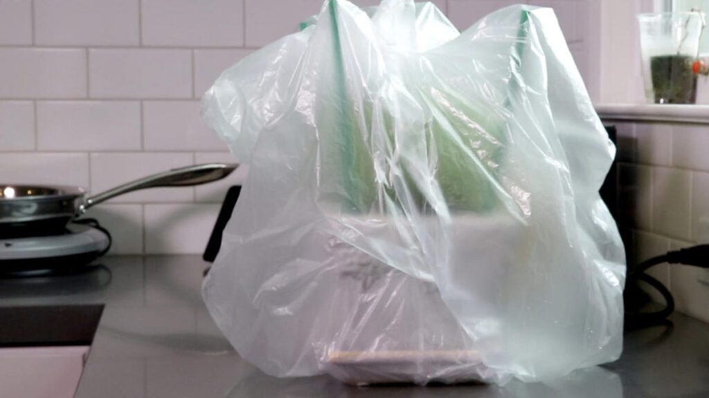 A Plastic Bag Can Keep Houseplants Alive While You're on Vacation. Here's How