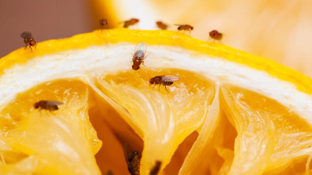 Get Rid of Fruit Flies Fast, With the Trick Experts Swear By