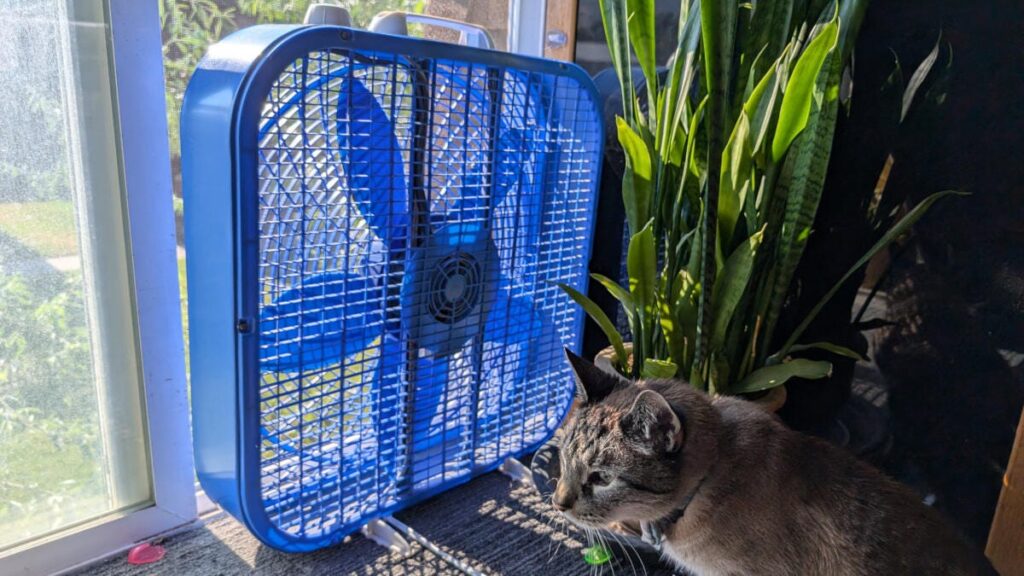 office window fan with curious cat