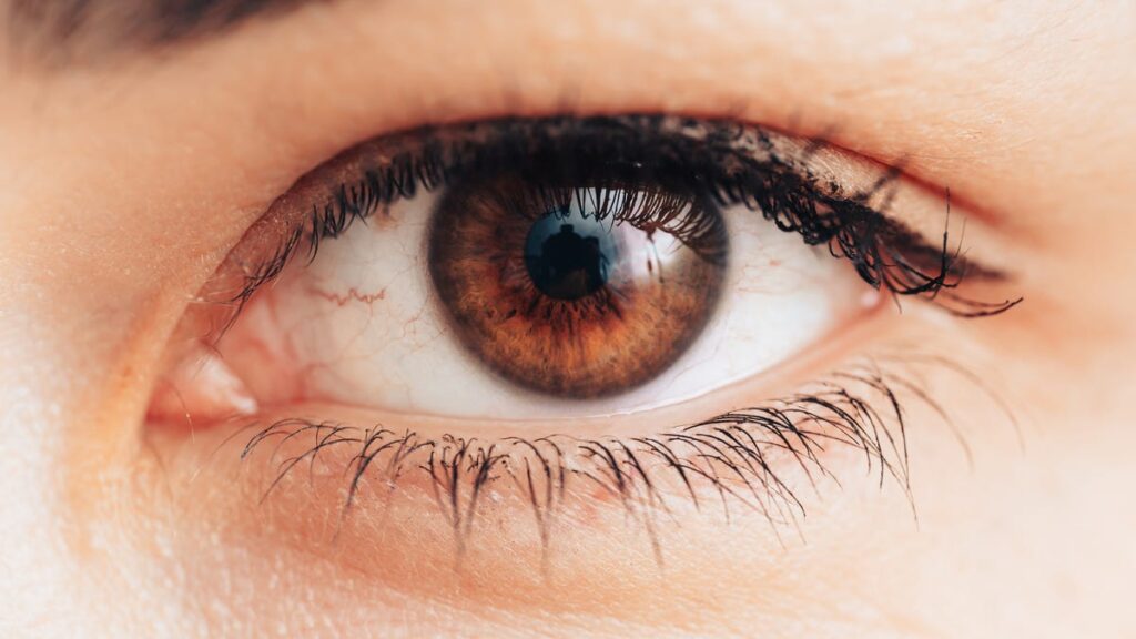 A single brown eye with black eyelashes
