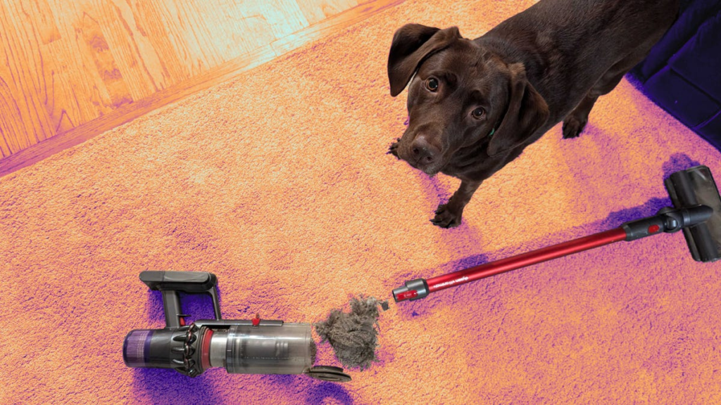 Dog with dark brown fur looking perfectly innocent next to vacuum and a pile of dust and fur.