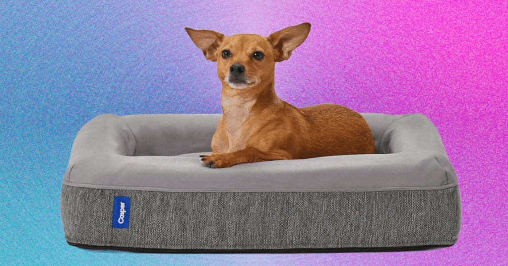 Best Dog Beds (2025): For All Kinds of Dogs in All Kinds of Spaces
