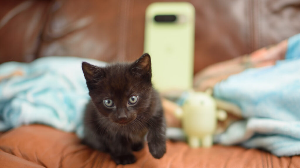 Two small 6 week old black kittens planning on and around a jade green Google Pixel 10 Pro phone, tapping the screen and clawing at the apps with their tiny murder claws