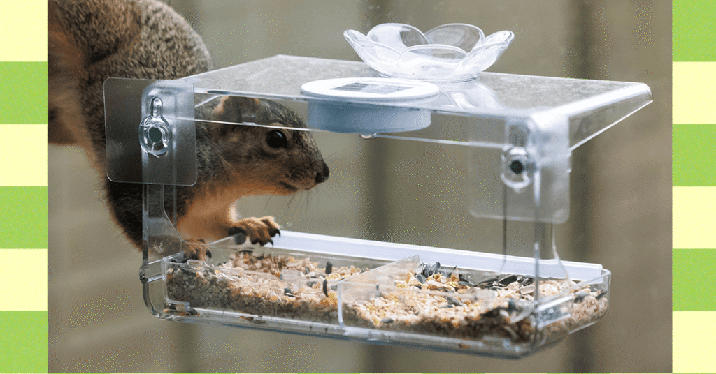 How to Keep Squirrels Off Bird Feeders (2025)
