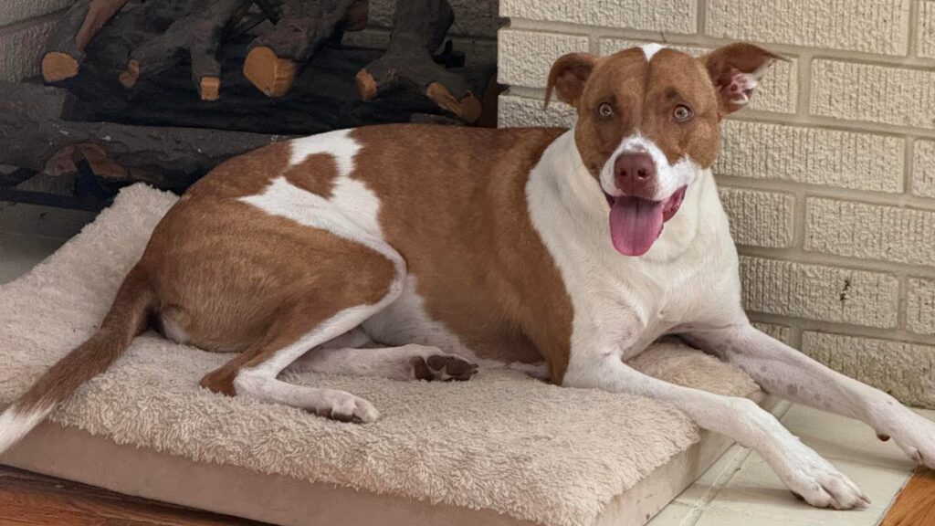 Turn Your Pet Photos Into Cute iPhone Emoji in a Few Easy Steps A brown and white dog on a cushion.